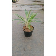 Sindo - Aglaonema Bamboo Live Plant XM33LQUVB5
