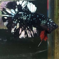 MAHAL TP ASLI! Ikan Cupang Avatar Copper Gold Male (BAHANAN) STOCK