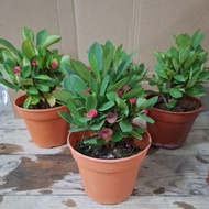 pokok Mahkota duri warna merah