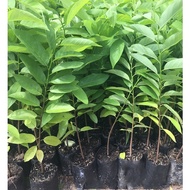 Cây giống na dai Đài loan (Na dứa) Đài Loan cây giống khỏe nhanh cho quả dễ trồng không kén đất