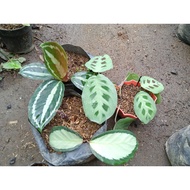 ♞,♘,♙Available live plants for sale Calathea Variety