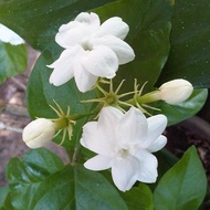 Arabian Jasmine / Jasminum Sambac - Jasmine Plant