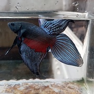 IKAN CUPANG Veiltail black Avatar