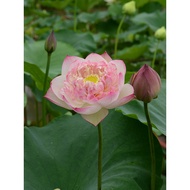 [Rain Sinking Flower Table] Bowl Lotus Utopia Medium Large Potted Plant Pool Plant Large Aquatic Flo