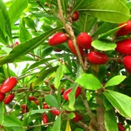 POKOK AJAIB HYBRID..