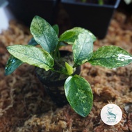 [Live Aquatic Plant] Anubias Pinto Emersed Potted
