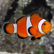 Ikan Hias ikan badut nemo air laut BEST QUALITY