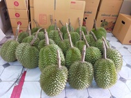 ทุเรียนหลงลับแลขนาด 1 กิโลกรัม(榴莲 ) ของแท้ 100%