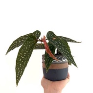 白冰竹節秋海棠盆栽植物（連盆）White Ice Begonia maculata plant