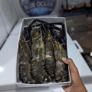 udang galah besar jumbo isi 6 sd 8 murah banget