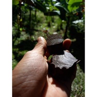 Teras Pisang Benggala ASLI