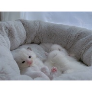 Home Raising Muppets Cats 2 Months Little Milk Cats Brought Home