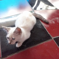 Murah nego halus kucing ucing cat himalaya betina 3 bulan