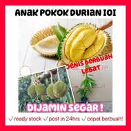 Rina • anak pokok durian IOI • dijamin segar fruit sapling fruits Malaysia hybrid cepat berbuah lebat gardening plant
