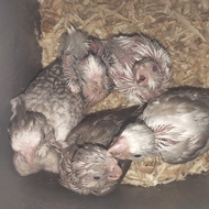 Beby Falk WF / White Face / Parkit Australia WF / Cockatiel