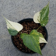 anthurium pterodactyl variegata - 01 - bb