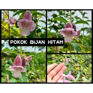 Pokok Bijan Hitam Sesamum Indicum