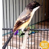 Burung pentet trotol jantan mandiri asli jatim limited edition