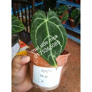 anthurium telinga gajah