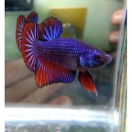 betta fish aquarium m