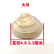 [Ready Stock] Premium Domestic Products Clam Oil Shell Oil Old Shanghai Clam Oil Harry Oil Crooked O