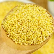 Golden Millet (Terrier Millet)/Glutinous