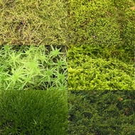 Assorted Moss per sheet