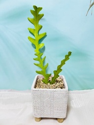 魚骨令箭白色文青盆   文青網美最愛  畢業禮物