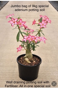 Jumbo special price .9kg . All in one special natural adenium potting soil .