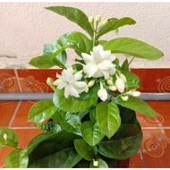 Bunga Jasmine Melur Wangi 茉莉花 | Pokok Bunga Jasmine Hidup | Fragrant Jasmine Flower Plant