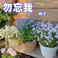 Ready Stock Fast Shipping Forget-Me-Me-Not Seeds Forget-Me-Not Flower Seeds Balcony Potted Easy-to-L