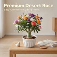 Multicolor Potted Desert Rose - 4-Season Blooming Green Plant for Home Decor