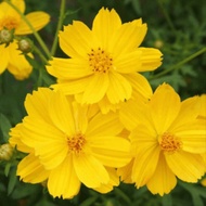 Yellow Cosmos Seeds🍀