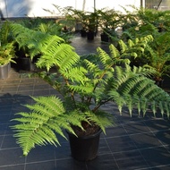 Tree Fern,Cyathea,paku pakis hiasan