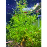[LOCAL SELLER] Aquatic Plant - GUPPY GRASS  (Aquascape/Aquarium/Guppy/Shrimp/Fish/Hornwort/Plant)