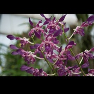 anggrek dendrobium keriting blue spin sudah spike