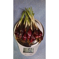 UNTUK BENIH bawang dayak