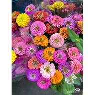 H021-Zinnia seeds are sown in four seasons百日草种子播种见土就活易种家庭阳台庭院盆栽植物花卉 tq3m FWZB🌹🌺🍀