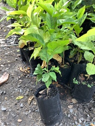 ต้นมะตูม มะตูม กล้ามะตูม ไม้มงคล bael fruit  tree of Shiva