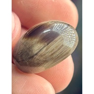 Fossil Gemunggal Asli Saiz 20Sen Motif Urat Halus Bekristal (19mm x 13mm)