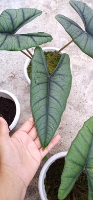 Alocasia Bisma