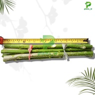 Bibit Stek Tanaman Gamal Bibit Gamal Stek Gamal Fresh Cutting Siap Tanam Tanaman Gamal Bibit Pohon