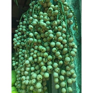 LITOKO/ RATTAN OR YANTOK FRUIT