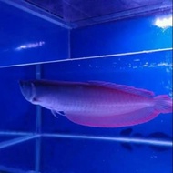 ikan arwana silver red punggung merah super size 30 / 35 cm