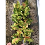 Aglaonema Panama Red Wln