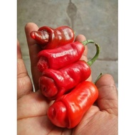 ID BENIH CABE RED PETER CABE HIAS CABE UNIK BIBIT TANAMAN