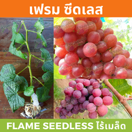 กิ่งพันธุ์องุ่น “เฟรม ซีดเลท” ไร้เมล็ด (Flame Seedless)