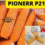 TERLARIS BENIH JAGUNG HIBRIDA PIONEER BRAND P21 DAHSYAT BIBIT JAGUNG