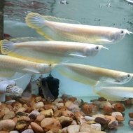 ikan arwana silver albino