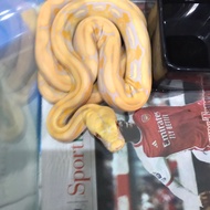 retic albino tiger lavender